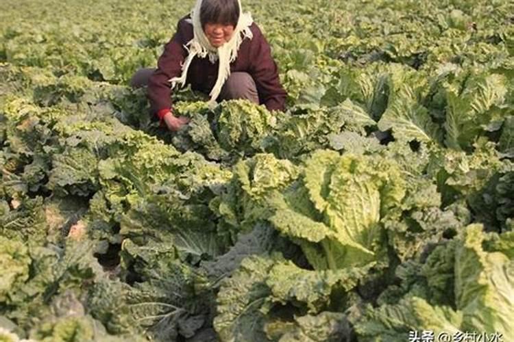 蔬菜生长期可以用石灰粉吗？