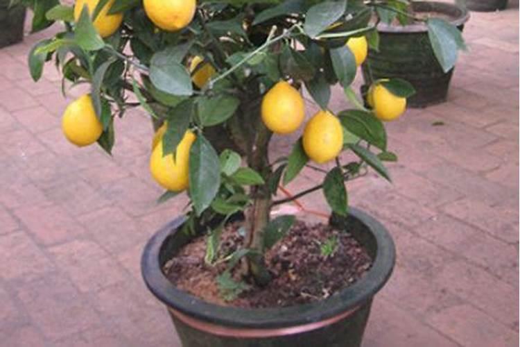 柠檬种植方法和注意 增加柠檬产量的种植技巧
