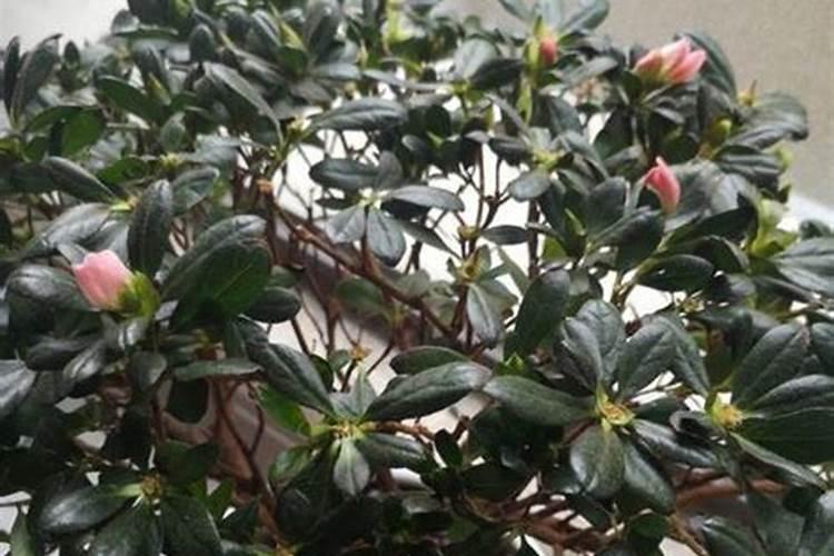 杜鹃花换盆用什么底肥