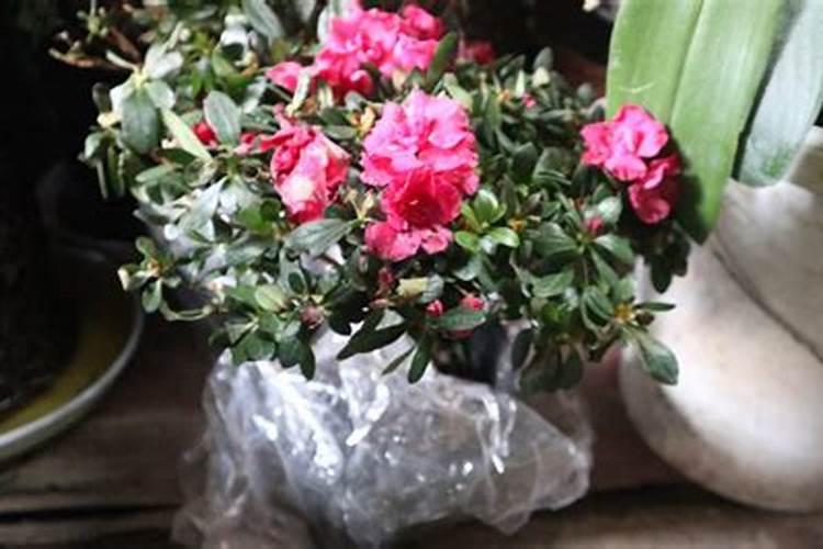杜鹃花底肥放什么肥好,底肥施用方法