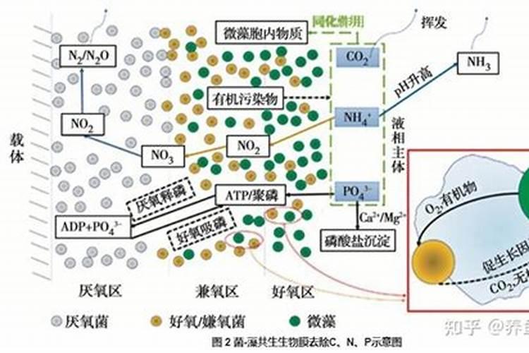硝酸铵磷可以促进生根吗
