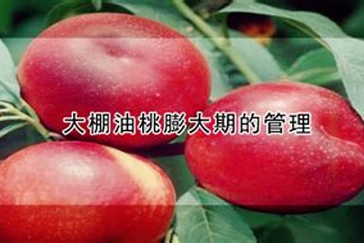日光温室油桃花果期如何进行肥水管理？