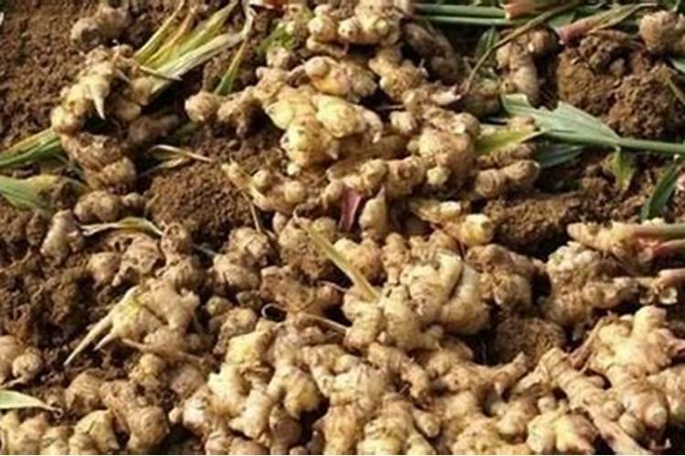 种植生姜的用肥方法