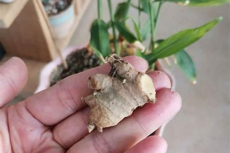 生姜的种植追肥很重要,生姜种植该怎么追肥？