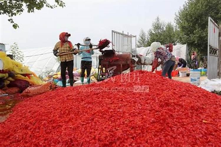 辣椒喷什么叶面肥结果多 多久喷一次