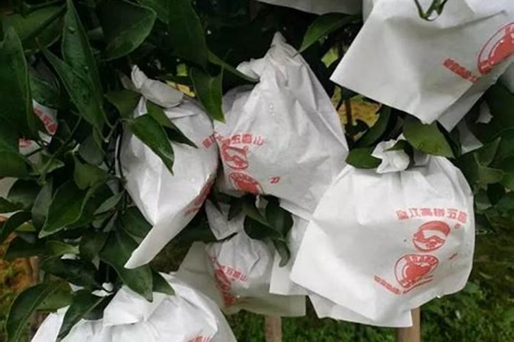 柚子施什么肥最甜柚子施什么肥比较甜