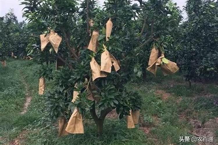 蜜柚裂果是什么原因？怎么补钙镁硼锌肥？