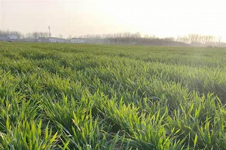小麦后期喷什么微肥增产增重 死穗怎么防治