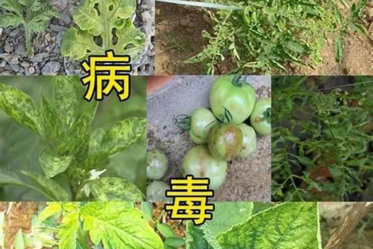番茄卷叶最佳配方