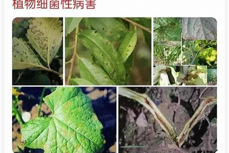 百香果病毒病症状与防治方法