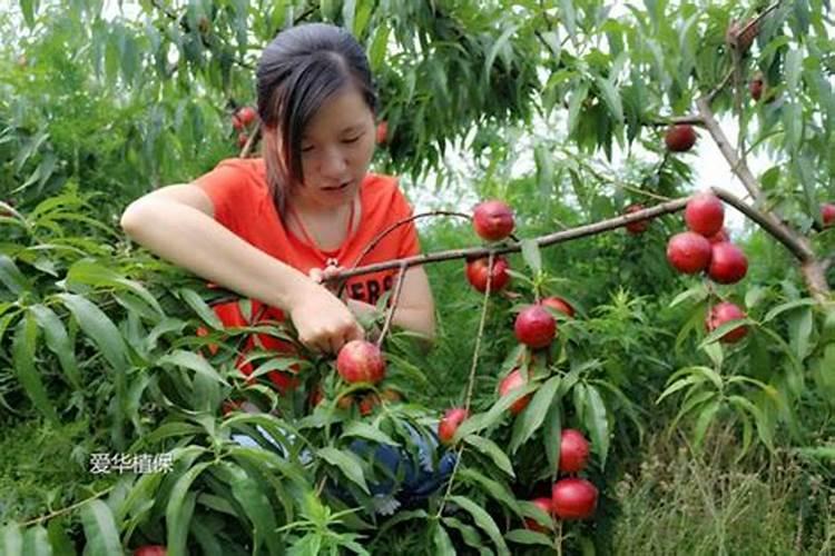 怎么种油桃才甜 如何种油桃才甜