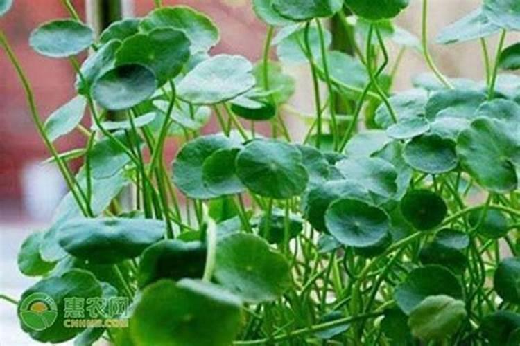 铜钱草浇什么肥最好