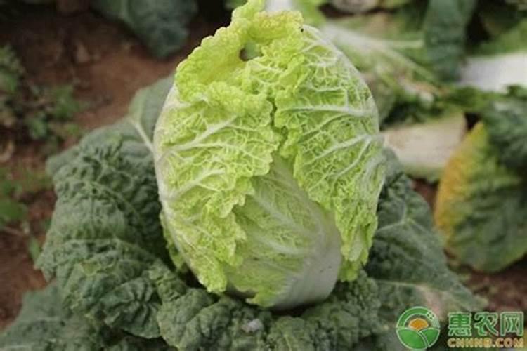 大白菜用什么肥料追肥(上几次肥最好,什么时候用肥)