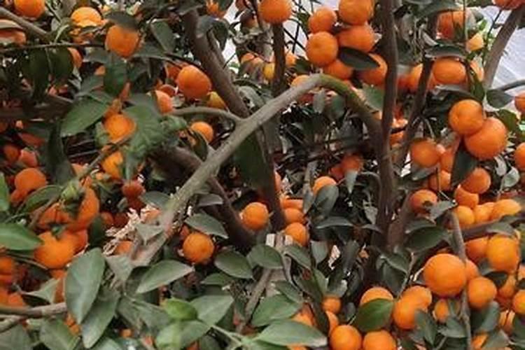 砂糖橘种植技术 手把手教你正确方法
