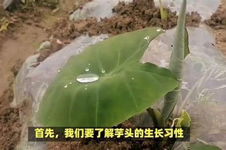 芋头用什么肥料最好