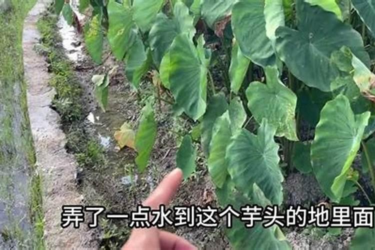 种芋头用什么肥料好