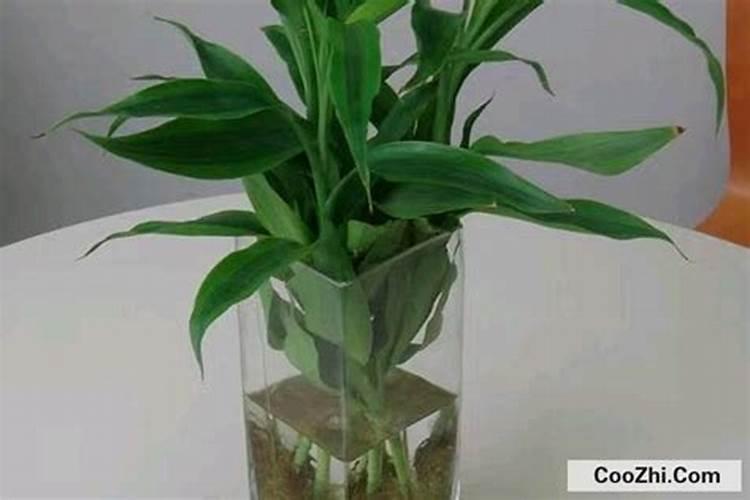 富贵竹施什么肥好