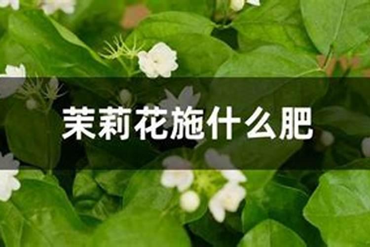 茉莉花的叶子叶脉特别的凸起什么原因呢？