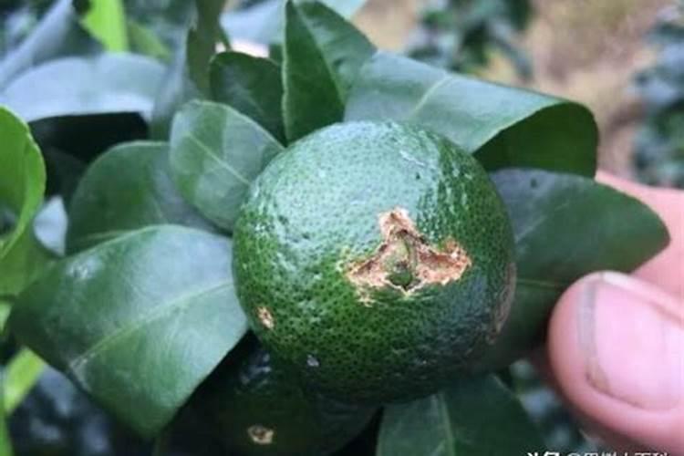 沃柑新梢黄是什么原因