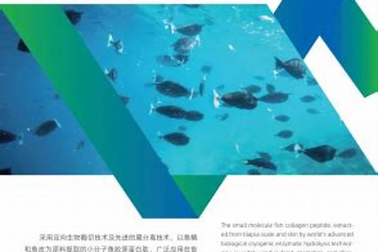 海洋鱼低聚肽的势优