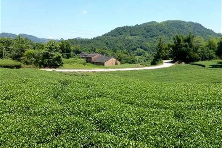 鸣龙月光白茶多少钱一克？