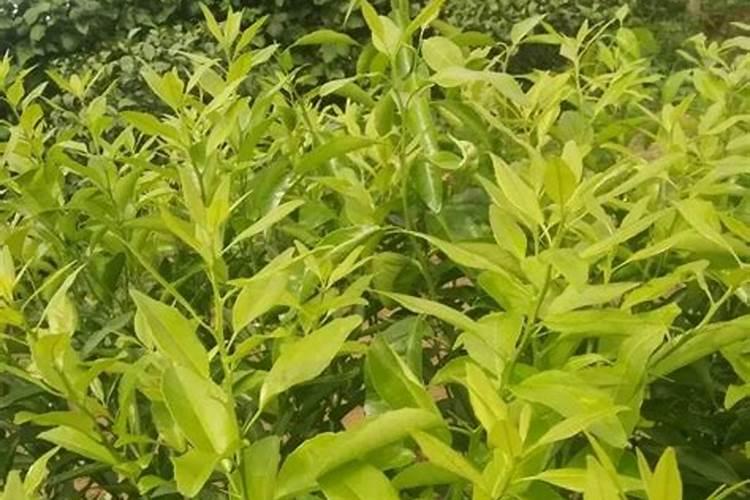柑橘秋梢肥应该怎么施？