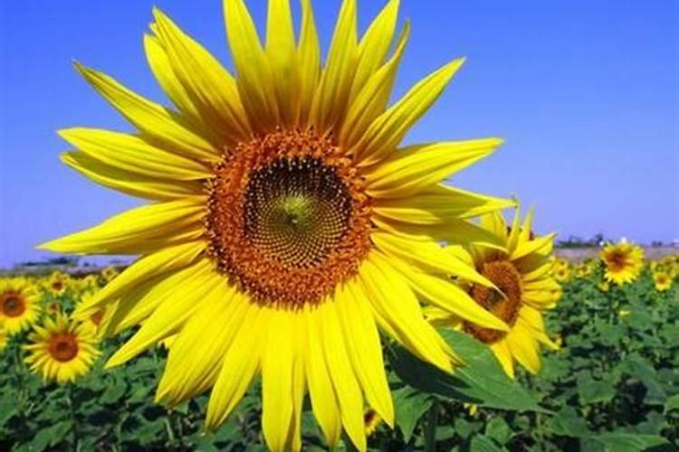 太阳花夏季高温能施肥吗