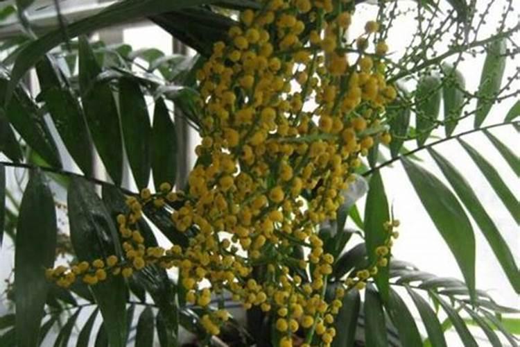 油菜苗可以喷叶面肥吗