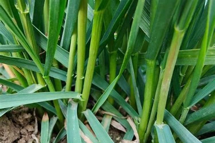 小麦在什么期间可打叶面肥