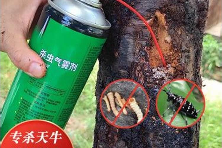 荔枝成花形势好警惕冷雨难成果