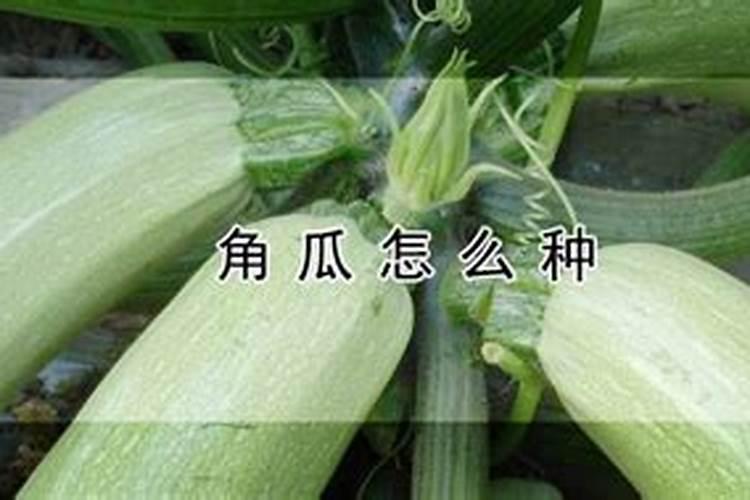草莓追肥用什么肥料最好