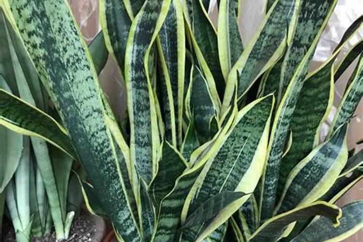 金边虎皮兰最好的肥料是什么？