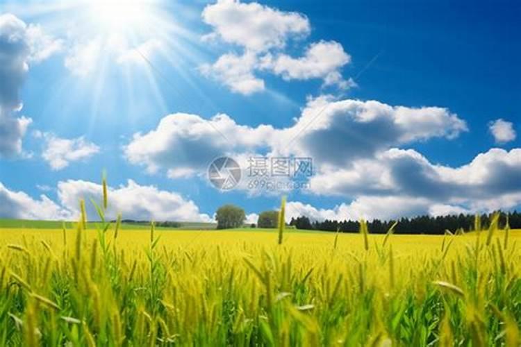 用什么办法能让白菜快速包心 用什么办法能让白菜快速包心啊