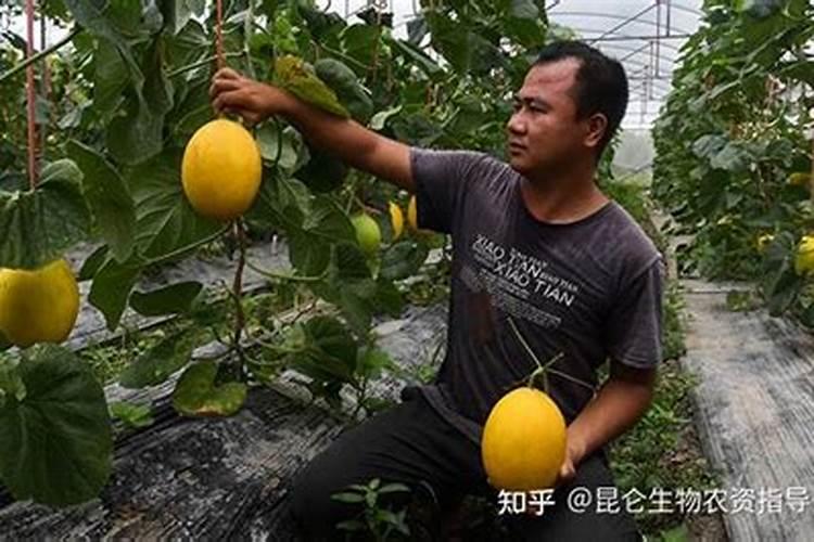 番茄膨果叶面肥效果最好的是哪种