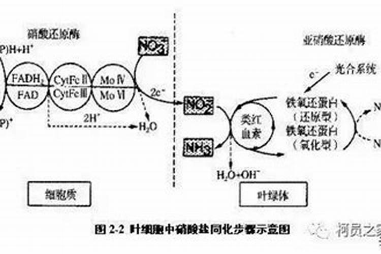 碳酸氢铵和尿素在性质,肥效和施用上有何不同