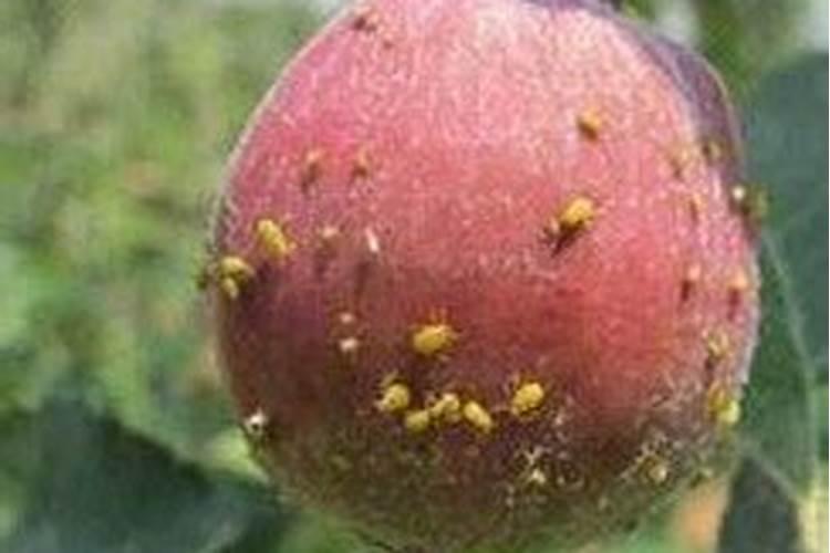 蔬菜叶面肥有哪些品种