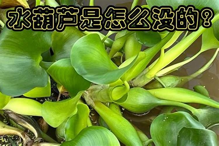 水葫芦可以在卧室养吗