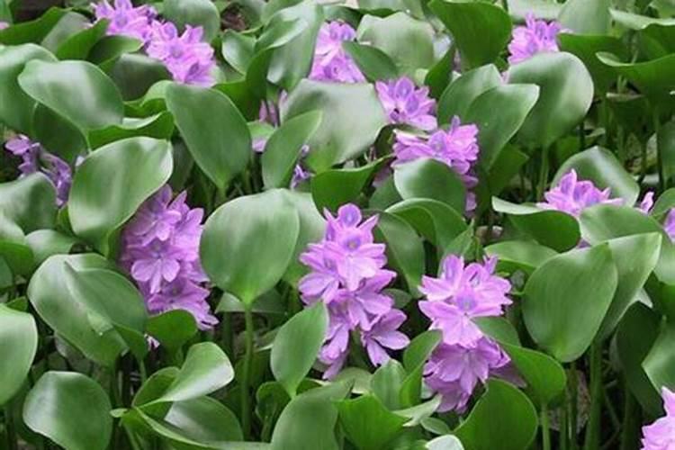 水葫芦正结果时上什么肥？