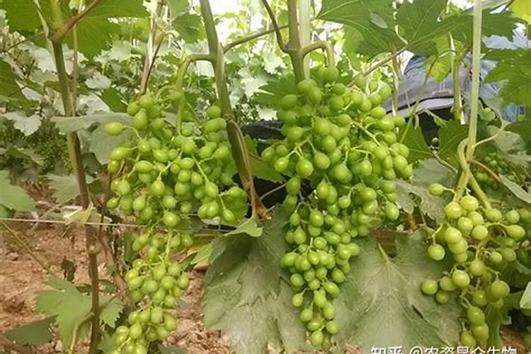 树式旺的葡萄做果后追什么肥？