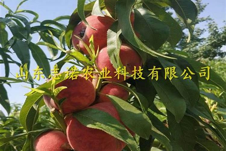 果树专用肥有哪几种