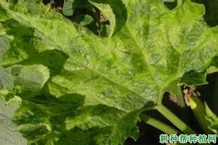 矿源黄腐酸钾沾根比例是多少？