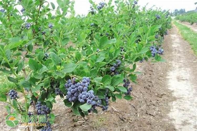 阳台种蓝莓栽培与管理技术要求