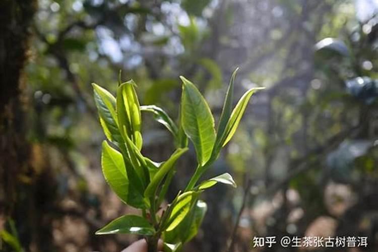茶树施什么肥好