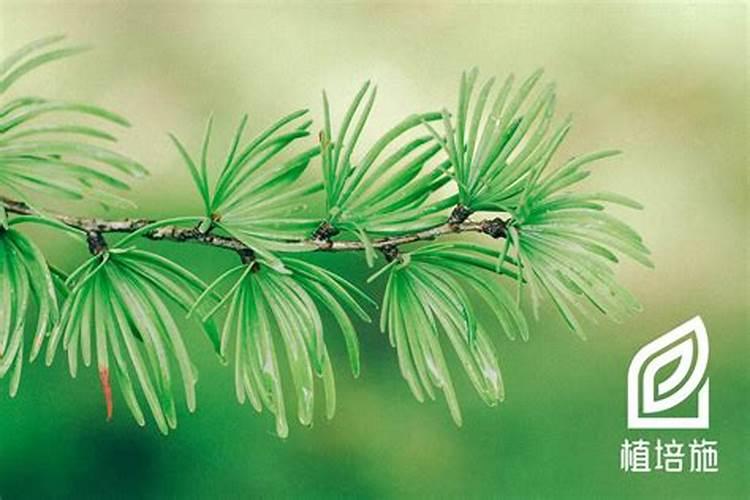 保花保果用什么药最好 柑橘
