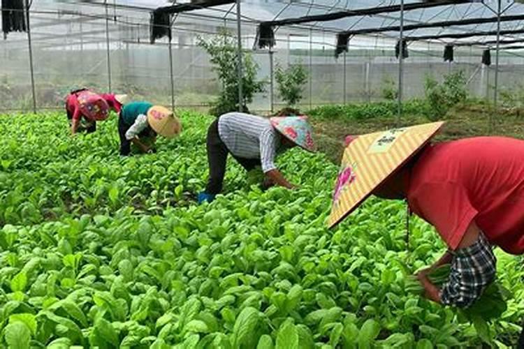 白掌怎么施肥 用什么肥料好