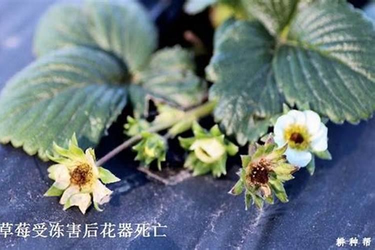 草莓受冻后怎么办？