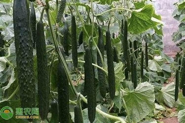 海藻肥使用在温室黄瓜上有什么优缺点？