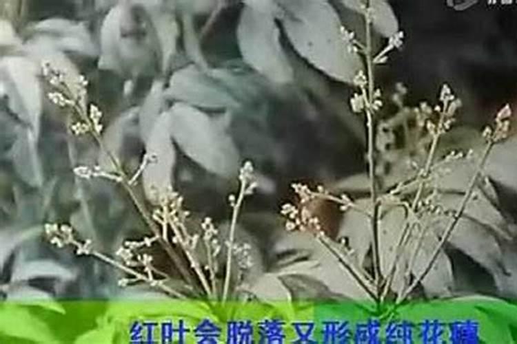 荔枝花芽分化期施什么肥、荔枝施肥管理技术