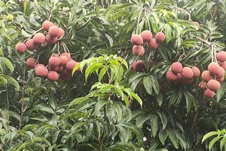 荔枝花芽分化期施什么肥、荔枝施肥管理技术