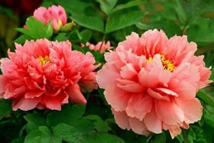 牡丹花喜肥吗 喜欢施什么肥料